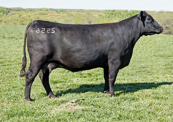 New Haven Angus